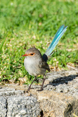 Australian splendid fairy wren 