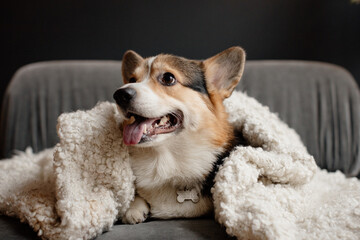 Corgi dog lies on the couch