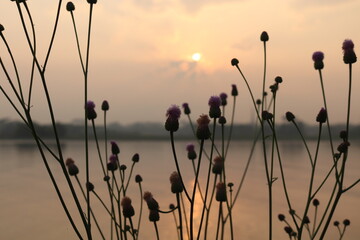 The picture shows tall natural environment