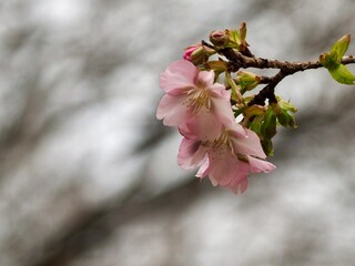 cherry blossom