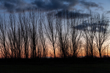 Sunset in winter with the silhouette of Canadian cottonwoods and the sky with clouds. Populus...