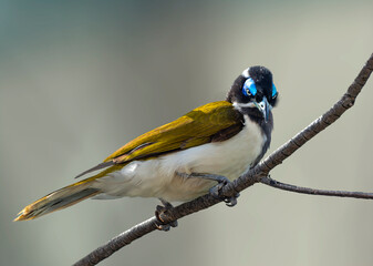 The Blue-faced Honeyeater 