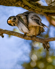 The noisy miner (Manorina melanocephala)