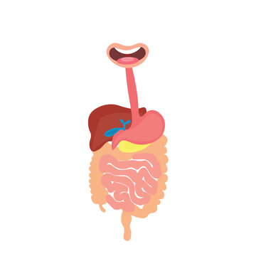 digestive system human body organ illustration (Health care and medical concept)
