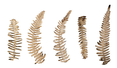 Dried fern leaves collection isolated on transparent background. © paulmalaianu