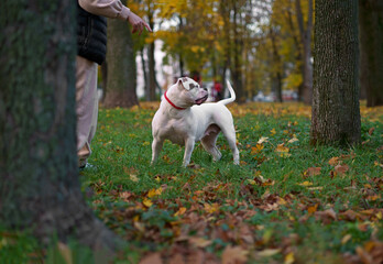 Funny happy cute dog breed american bulldog plays in the park. Orange golden autumn concept.