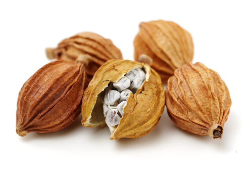 Dried Herbs, Latin name: Amomum villosum Lour. Chinese name: Xiang Sha Ren and known as Cocklebur-like Amomum Fruit, Fructus Amomi, Villous Amomum Fruit , Chinese herb medicinal on white background
