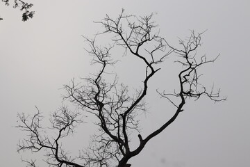  Tree top, crown with a few leaves in automs and white sky.
