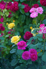 Bush of roses on bright summer day. Rose flower on background blurry pink roses flower in the garden of roses. Nature.