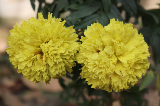 Two wonderful Marigold flowers in the picture