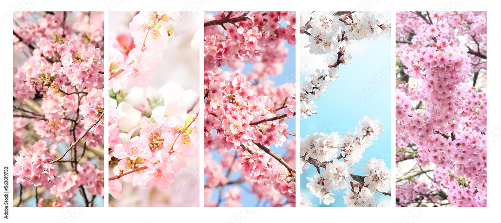 Aufkleber set of vertical banner with sakura flowers of white and pink colors. collection of beautiful nature 