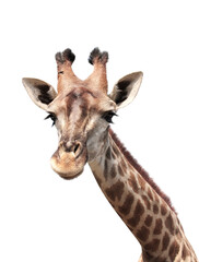 Fototapeta premium Cute curiosity giraffe. Isolated on white background