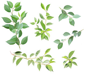 Set of branch with green leaves. Isolated on white background