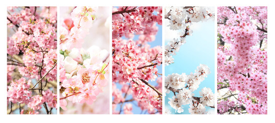 Set of vertical banner with sakura flowers of white and pink colors. Collection of beautiful nature spring background with a branch of blooming sakura