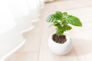 リビングの窓辺に置かれた観葉植物