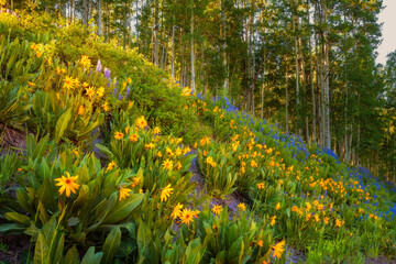 Obraz premium Wildflowers along the Kebler Pass in Colorado