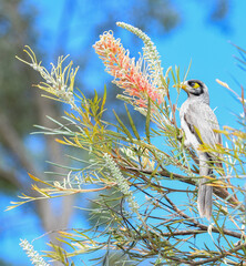 The noisy miner (Manorina melanocephala), 