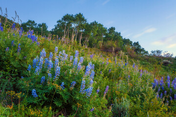 Fields of lupine wildflowers along the Kebler Pass in Colorado