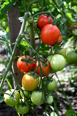 Tomato plants in greenhouse Green, red tomatoes plantation. Organic farming, young tomato plants growth in greenhouse.