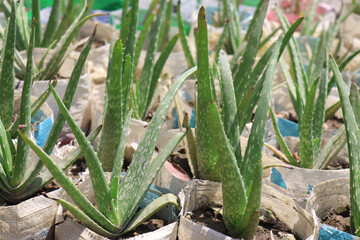 Beauty & healthy. Aloe vera is a succulent plant species of the genus Aloe