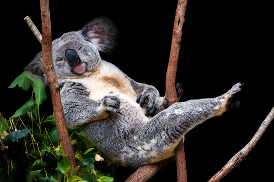 Cute Koala sitting in a tree
