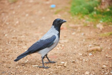 The bird is a crow. Urban birds.