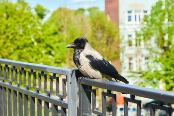 The bird is a crow. Urban birds.