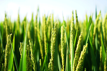 Mature rice in rice field, The rice fields are under the blue sky.