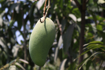  Green Mango on Mango Tree in the garden.