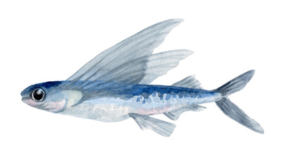トビウオ 手描き水彩画