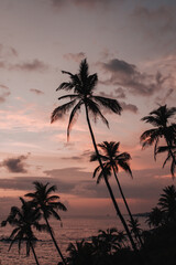 Obraz premium Mirissa, Sri Lanka : sunset over the ocean with palm trees in the foreground