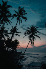 Fototapeta na wymiar Mirissa, Sri Lanka : the famous Coconut Tree Hill at sunrise with a blue and pink sky in the background
