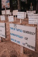 Mirissa, Sri Lanka : Signs from the turtle sanctuary on Mirissa beach indicating the latest turtle egg laying