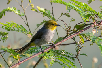 Yellow-throated bulbul (Pycnonotus xantholaemus) an endemic specie of southern India, observed in Hampi, Karnataka