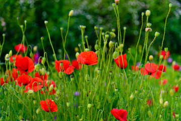 Green meadow glade poppy flowers natural background