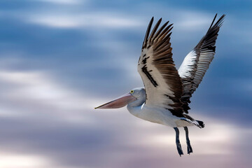 The  Australian Pelican in flight 