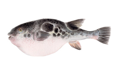 トラフグ 手描き水彩画  © Tスペース