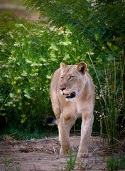 Lioness