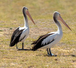 Two Australian Pelicans 