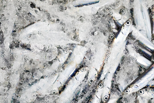 Anxoas reci&eacute;n pescadas en una lonja de pescado / pescaderia. Pesca, fresco, frescor, comida, dieta mediterr&aacute;nea.