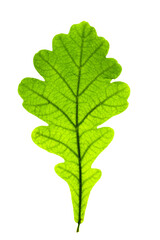 Macro photo of autumn green oak leaf with natural texture isolated. Fall colored aesthetic foliage closeup with veins, autumnal leaf, beauty of nature. Detail and high-colored