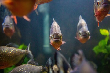 Piranha swimming in large tank