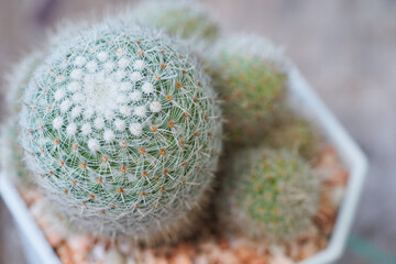 close up cactus plan.