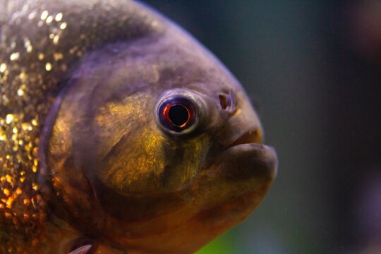 Closeup of Piranha swimming in large tank
