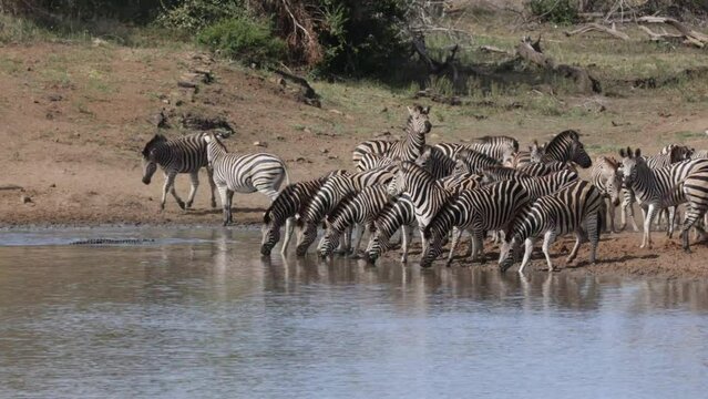 Zebra herd quenching their thirst