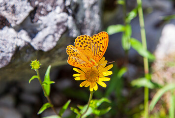 large butterfly Argynnis adippe. Dorsal side of Fabriciana adippe, brown fritillary in nature, european alps, germany, Bavaria