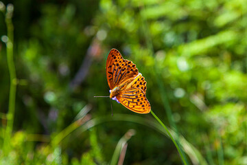 large butterfly Argynnis adippe. Dorsal side of Fabriciana adippe, brown fritillary in nature,...