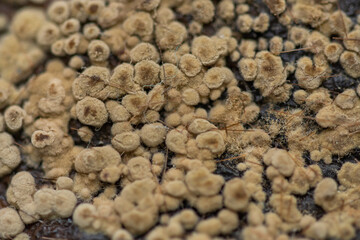 Moldy quince  detail . Closeup photo of rotten quince fruit 