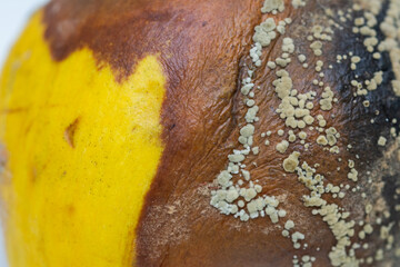 Moldy quince. Closeup photo of rotten quince fruit on color background. Concept of wasting food.