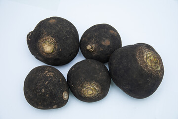The black radish Raphanus sativus